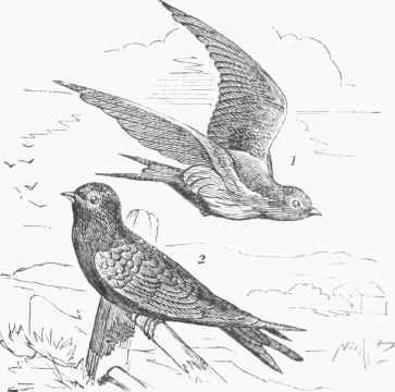 Martin (Progne purpurea). 1. Female. 2. Male.