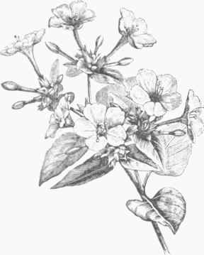 Marvel of Peru (Mirabilis Jalapa).