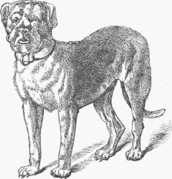 Mastiff (Canis urcanus).
