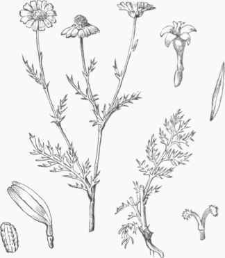 Mayweed (Maruta cotula).