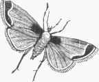 Meal Worm Moth (Pyralis farinalis).
