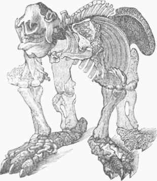 Megatherium (skeleton).