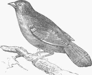 Red Manakin (Phceaicercus carnifex).