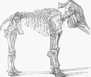Skeleton of Mammoth.