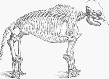 Skeleton of Mastodon.
