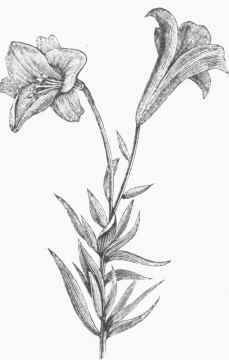 The Long flowered Lily (Lilium long iflonita).