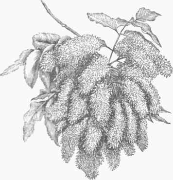 The Manna Ash (Fruxinus ornus).