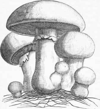 Common Mushroom (Agaricus campestris).