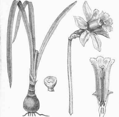 Daffodil (Narcissus pseudonarcissus).