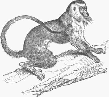 Diana Monkey (Cercopithecus Dianas).