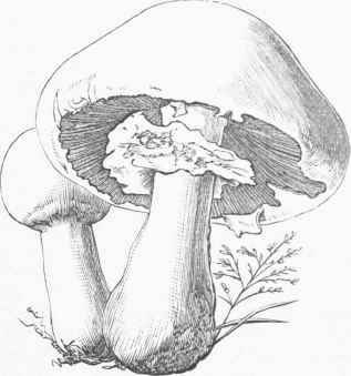 Horse Mushroom (Agaricus arvensis).