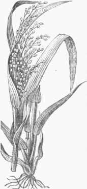 Millet (Panicum miliaceum).