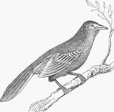 Mocking Bird (Mimus polyglottus).