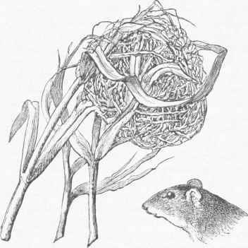 Nest and Head of Harvest Mouse.