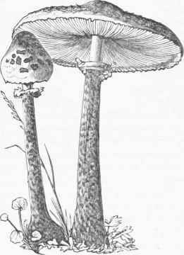 Parasol Mushroom (Agaricus procerus).