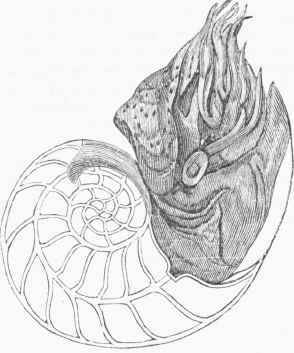 Pearly Nautilus (Nautilus pompilius).