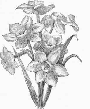 Polyanthus Narcissus (N. Tazetta).
