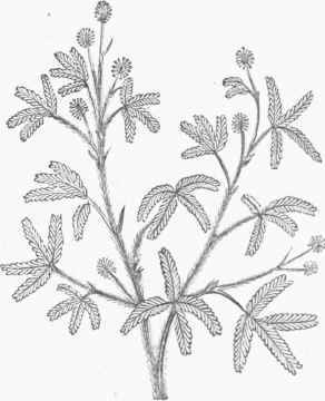 Sensitive Plant (Mimosa pudica).