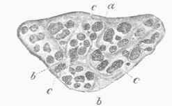 Transverse Section of the Iselriatic Nerve.