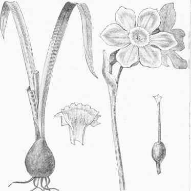 Two flowered Narcissus (N. biflorus).