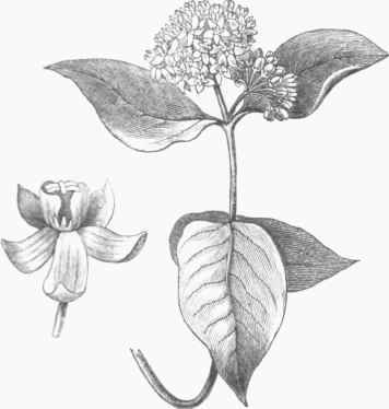 Variegated Milkweed (Asclepias variegata).