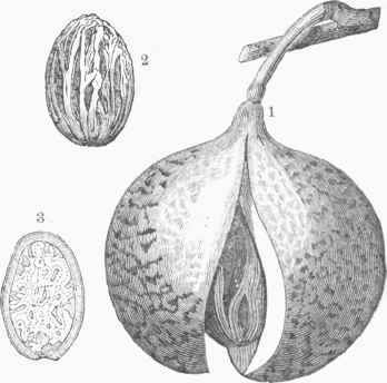 1. Nutmeg Fruit. 2. Seed with its arillus. 8. Seed cut vertically.
