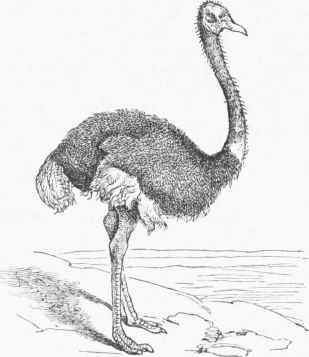 African Ostrich (Struthio camelus).