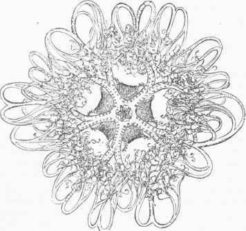 Astrophyton Agassizii.