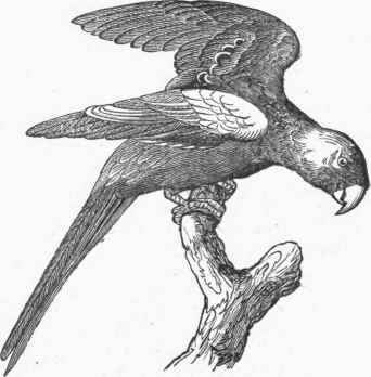 Carolina Parrot (Conurus Carolinensis).