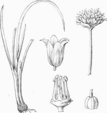 Cives (Allium schoenoprasuni).