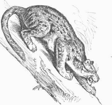 Common Ocelot (Felis partialis).