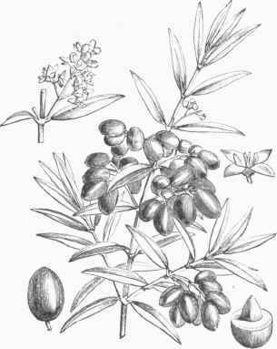 Common Olive (Oloa Europaea).