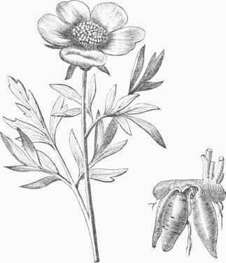 Common Paeony (Paeonia officinalis).