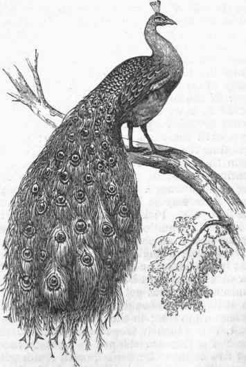 Common Peacock (Pavo cristatus).