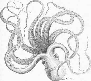 Common Poulpe (Octopus vulgaris).