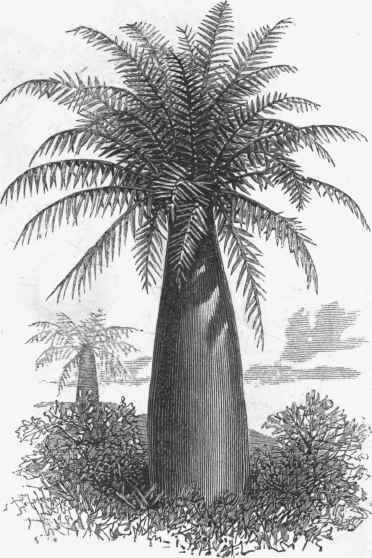 Coquita Palm (Jubaea spectabilis).