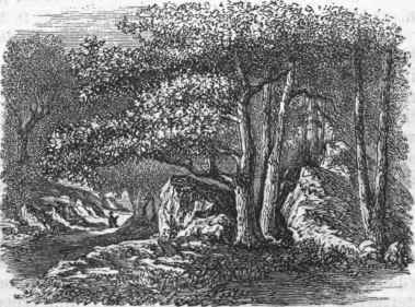 Fontainebleau View in the Forest.