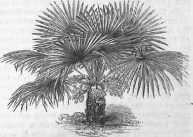 Hardy Palm (Chamserops excelsa).