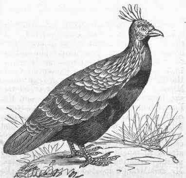 Impeyan Pheasant (Lophophorus Impeyanus).