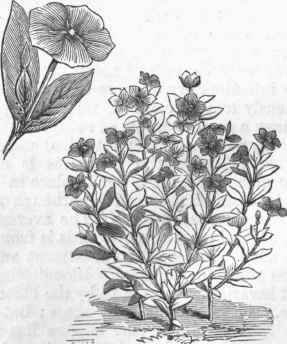 Madagascar Periwinkle (Vinca rosea).