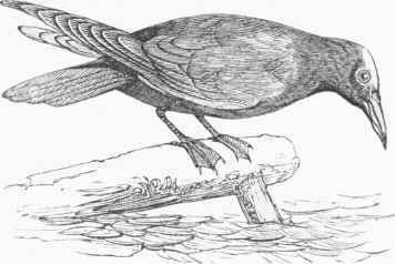 Noddy (Anoi'is stolidus).