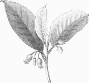 Nutmeg Flower and Leaf (Myristica fragrans).