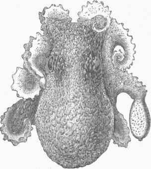 Octopus Bairdii (life size).