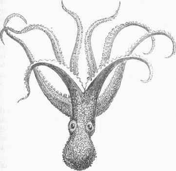 Octopus tuberculata.