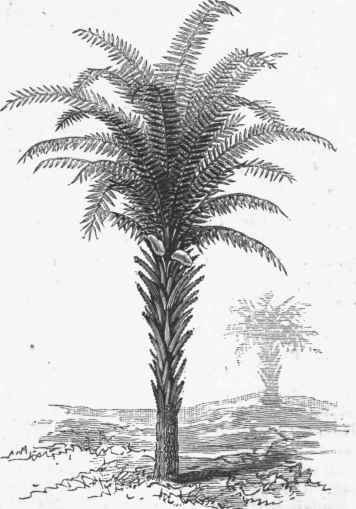 Oil Palm (Elaeis Guineensis).