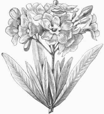Oleander (Nerium oleander).