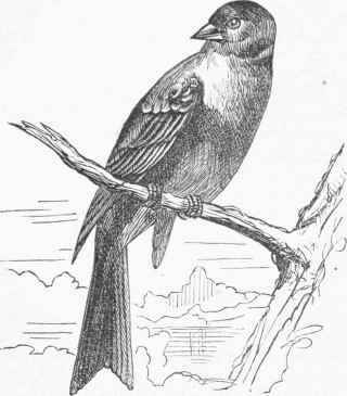 Ortolan (Emberiza hortulana).