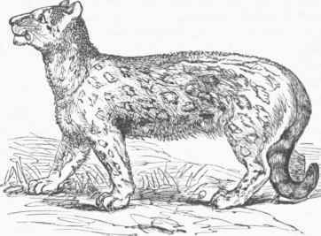 Ounce (Leopardus uncia).