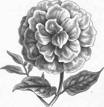 Petunia   Double flowered.