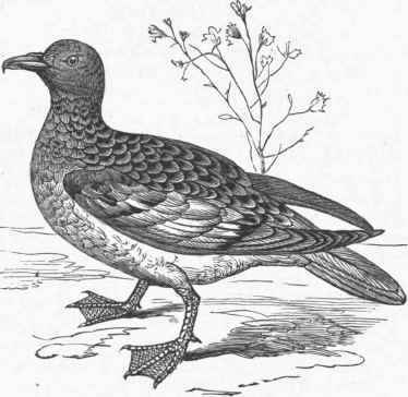 Pintado Petrel (Procellaria Capensis).
